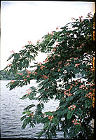 Mimosa trees at 'The Haven' on Crab Orchard Lake